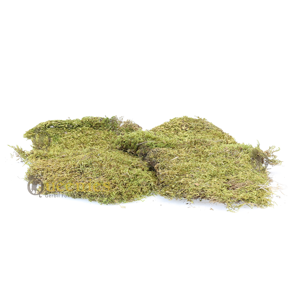 Knaagdieren terrarium inrichten met gedroogd mos