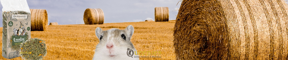 Paardenbloem hooi voor knaagdieren