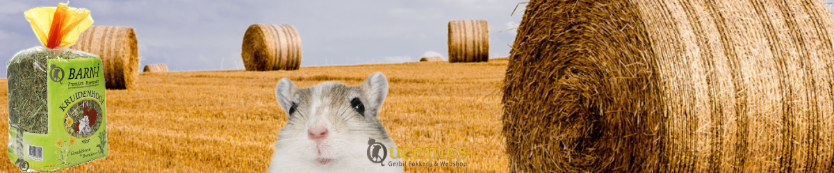 Goudsbloem hooi voor Gerbils