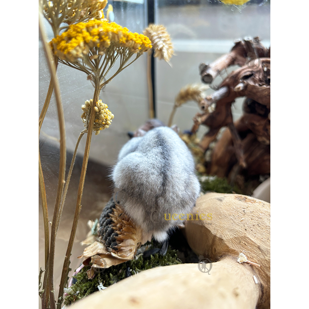 Hamsterscaping bloemen