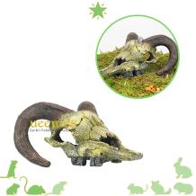 images/productimages/small/028252-schedelram-qldieren.a164.jpg