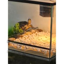 images/productimages/small/mailfoto-schildpaddenbak-ql.e729.jpg