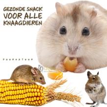 Maiskolf gezonde knaagdieren snack