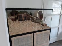Budget hamster terrarium 80x40x4