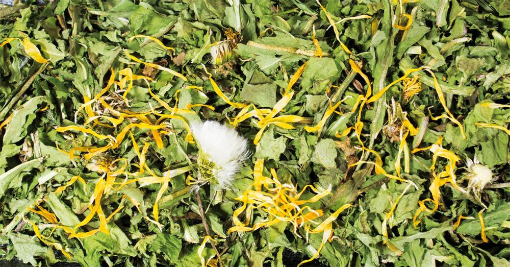 Paardenbloem voor Gerbils en Muizen