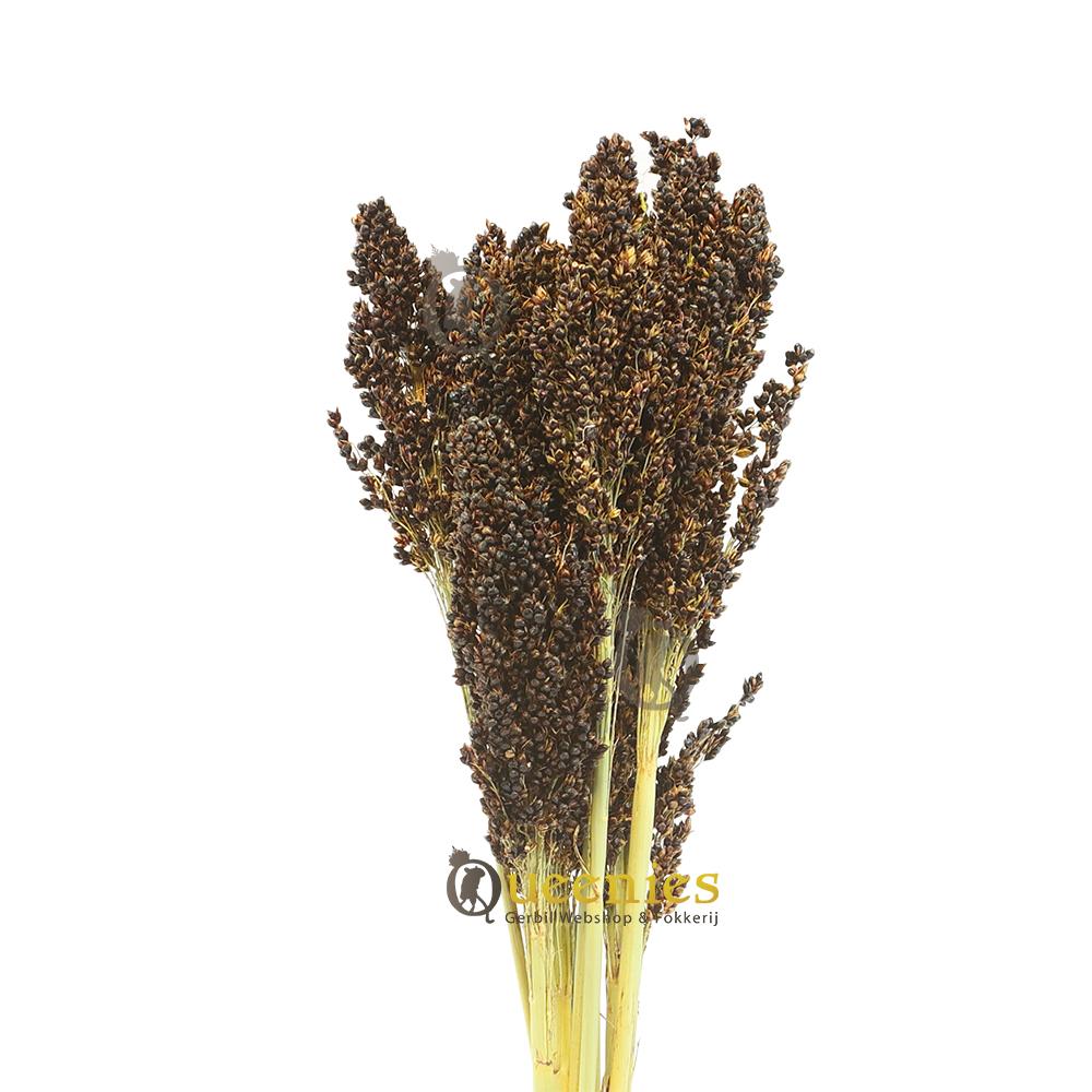 Herbimals Dari kolf 100 gram voor Parkieten