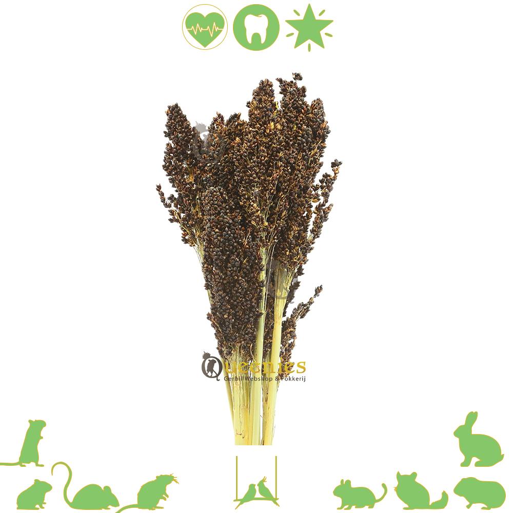 Sorghum - Dari kolf zwart knaagdier