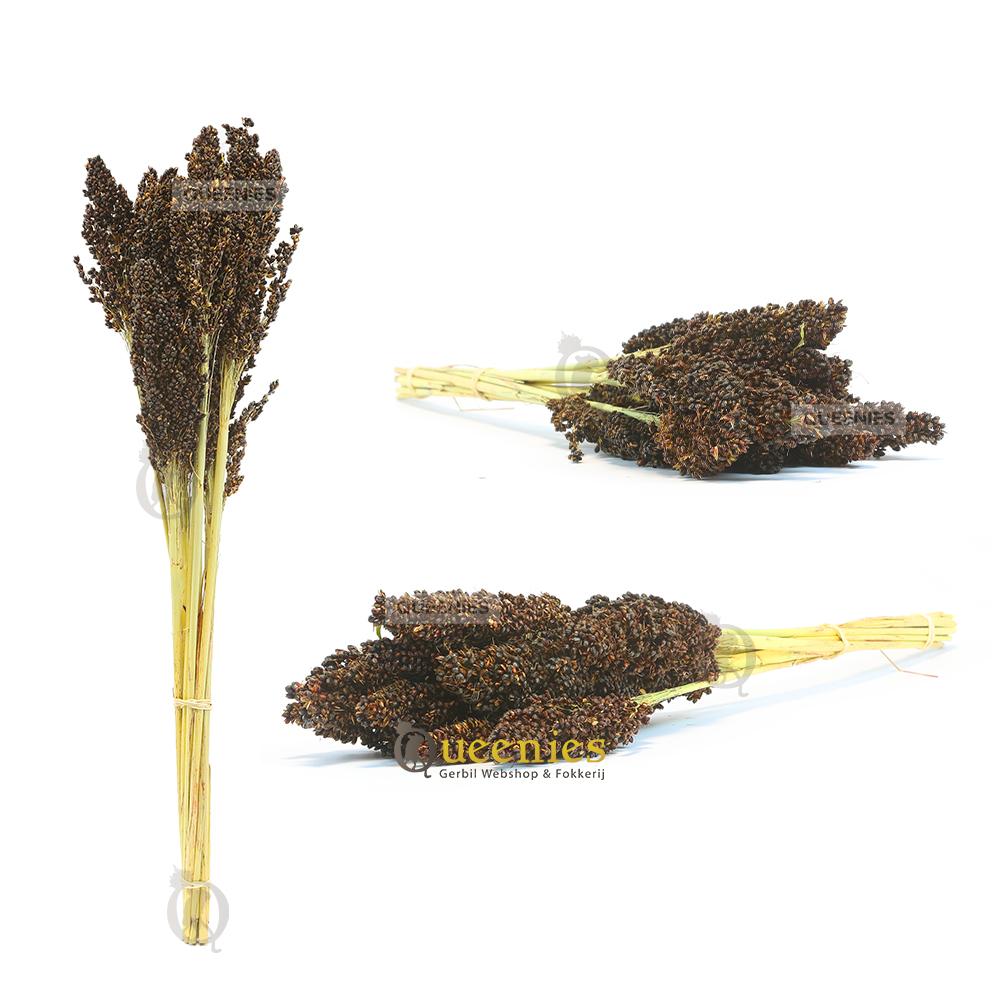 Dari Kolf 100 gram kopen? Queenies Knaagdieren shop