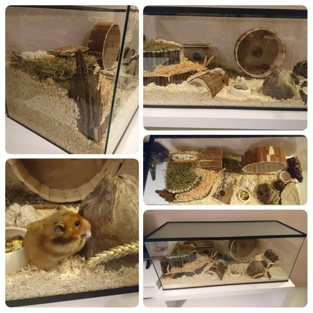 Natuurlijke inrichting in Hamsterkooi van glas 100x40x40