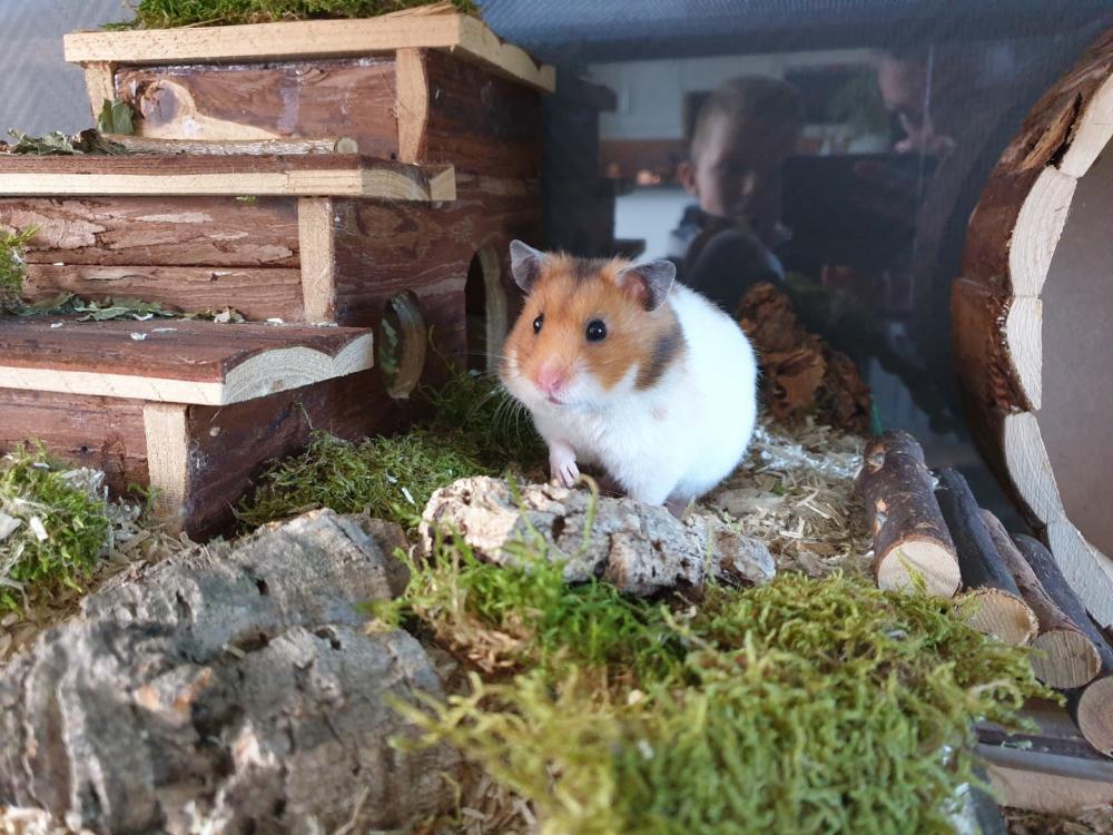 Terrarium Mos voor knaagdieren 200 gram