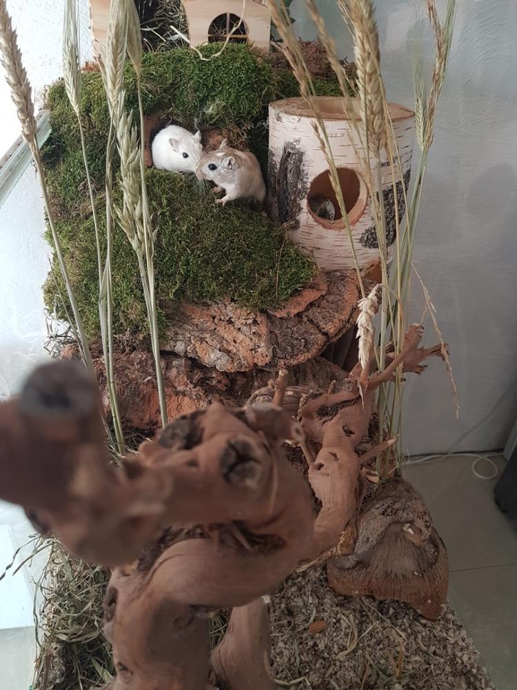 Terrarium Mos voor knaagdieren 200 gram