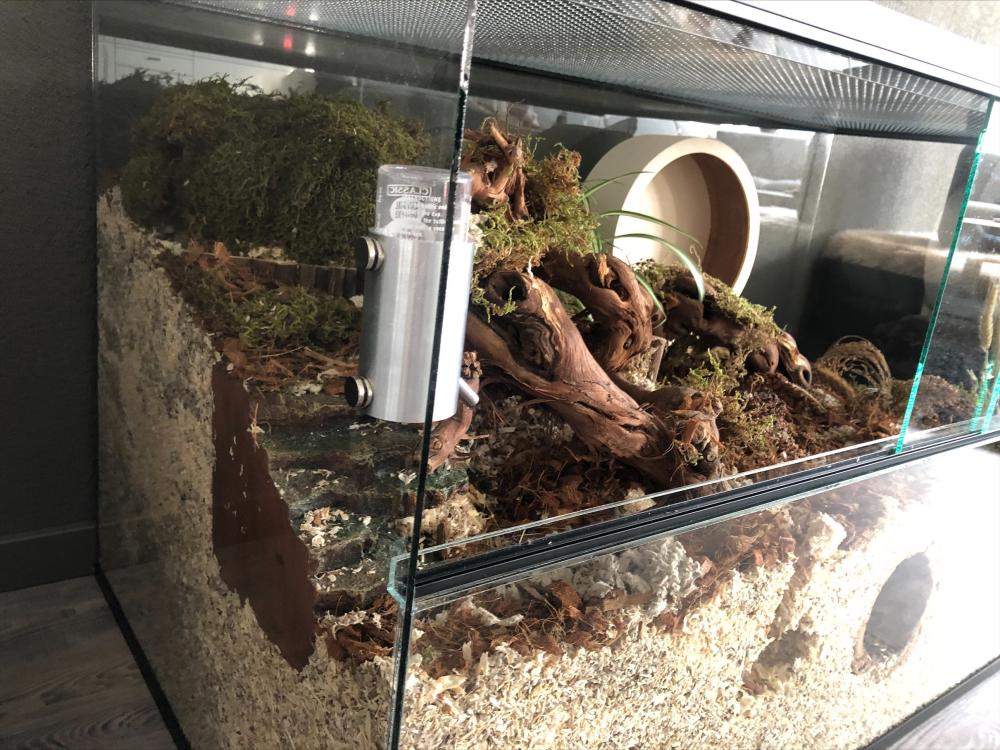 Terrarium Mos voor knaagdieren 200 gram