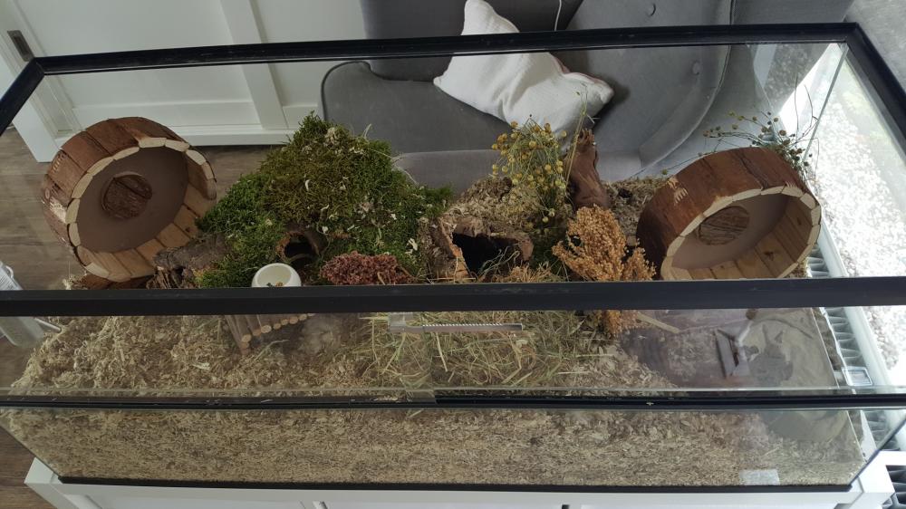 Gerbil / hamster Terrarium 40 hoog varianten