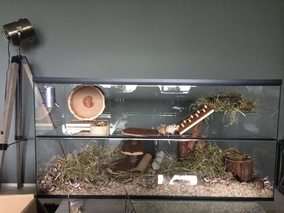 Gerbilarium 100x40x50