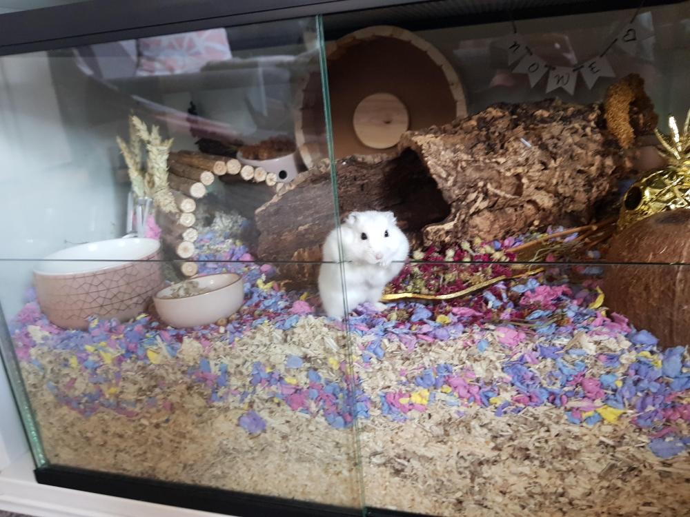 Terrarium voor hamster met schuifruiten zonder plateaus - vast voorschot