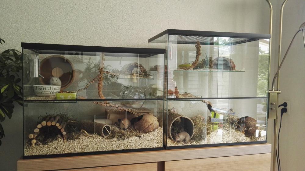 Gerbilarium 60x40x60 en gerbilkooi 75x40x50