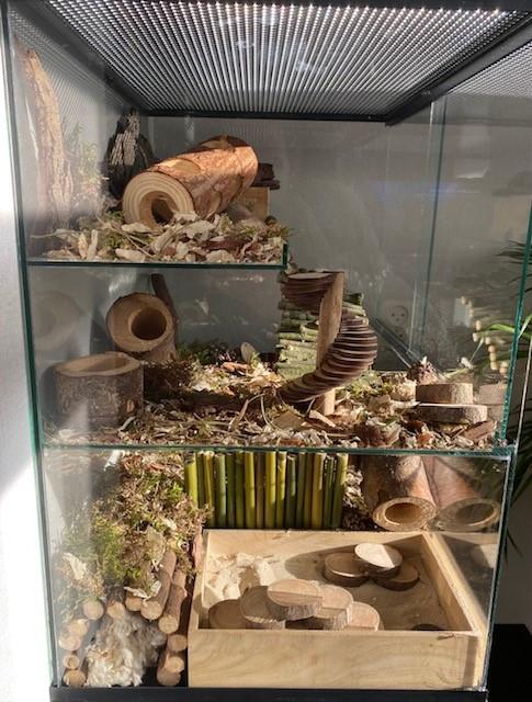 Gerbilarium 60x40x60 met gerbilscaping