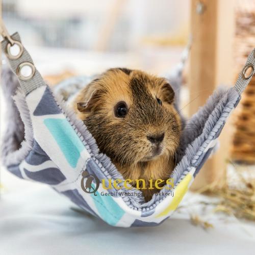 Cavia in hangmat