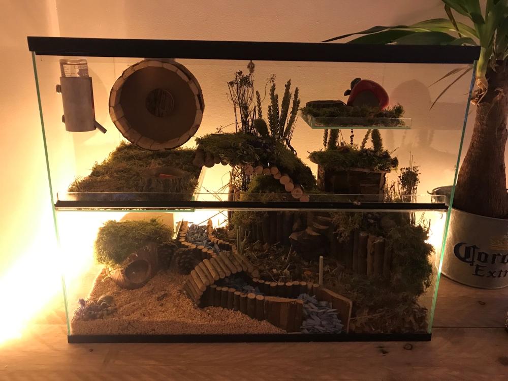 Gerbil terrarium 65x40x50