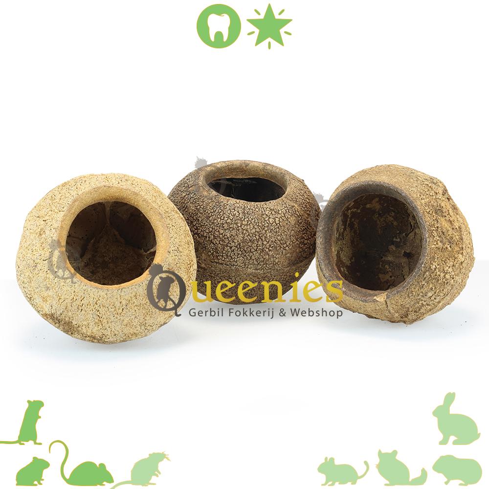 Sapucaia noot XL ( hamster hut )