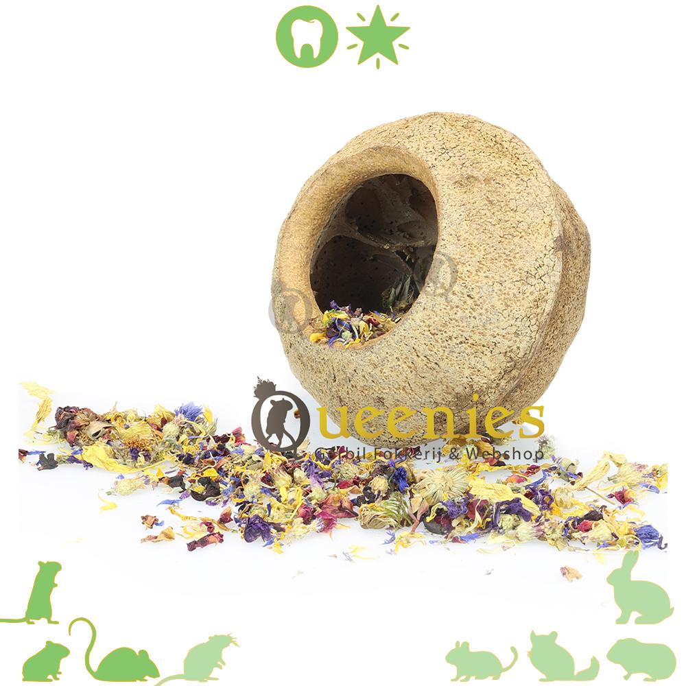 Grote noot als hamster grot voor hamsterscape