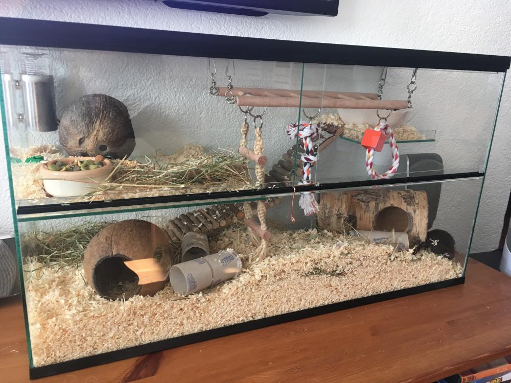 Dwerghamster terrarium 75x30x40