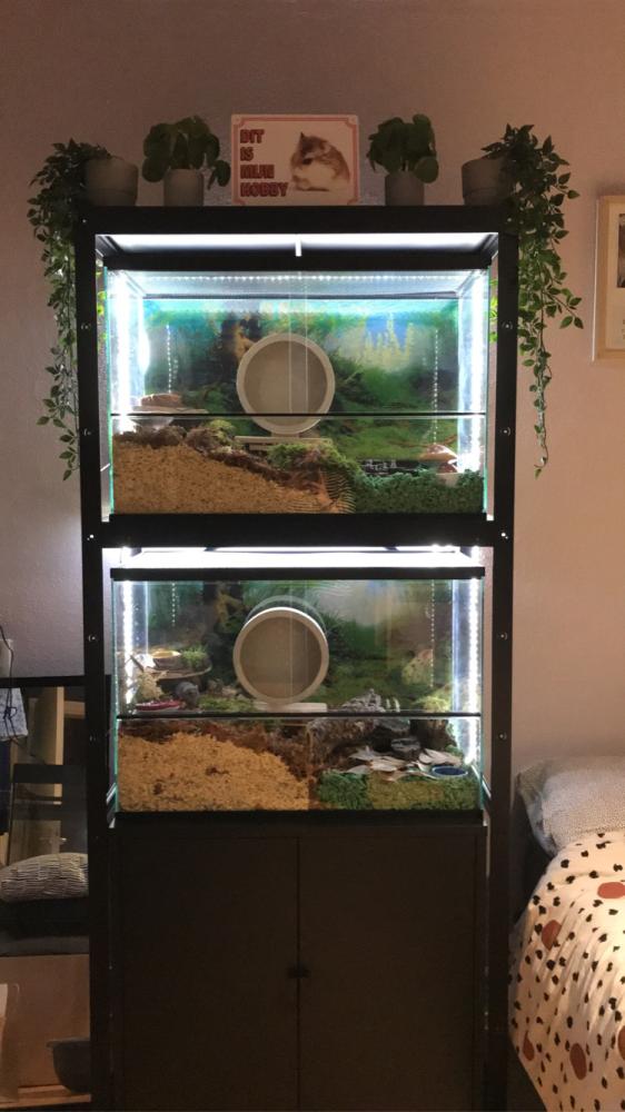 Hamsterkooi met schuifruiten zonder plateaus