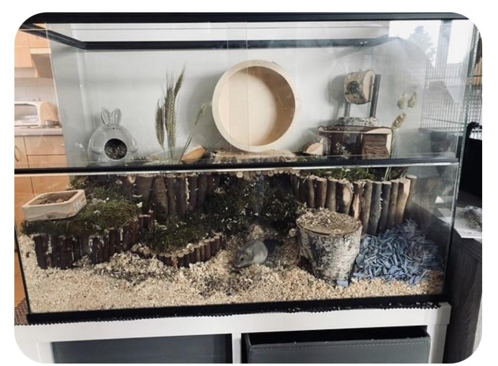 Goudhamster terrarium van glas voor hasterscaping