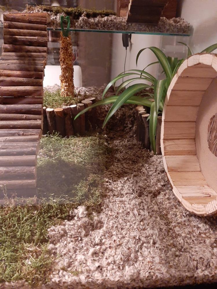 Gerbilarium 65x40x50 voor gerbils