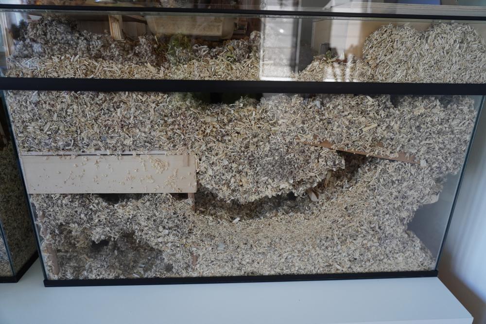 Goudhamster terrarium van 80x40x40