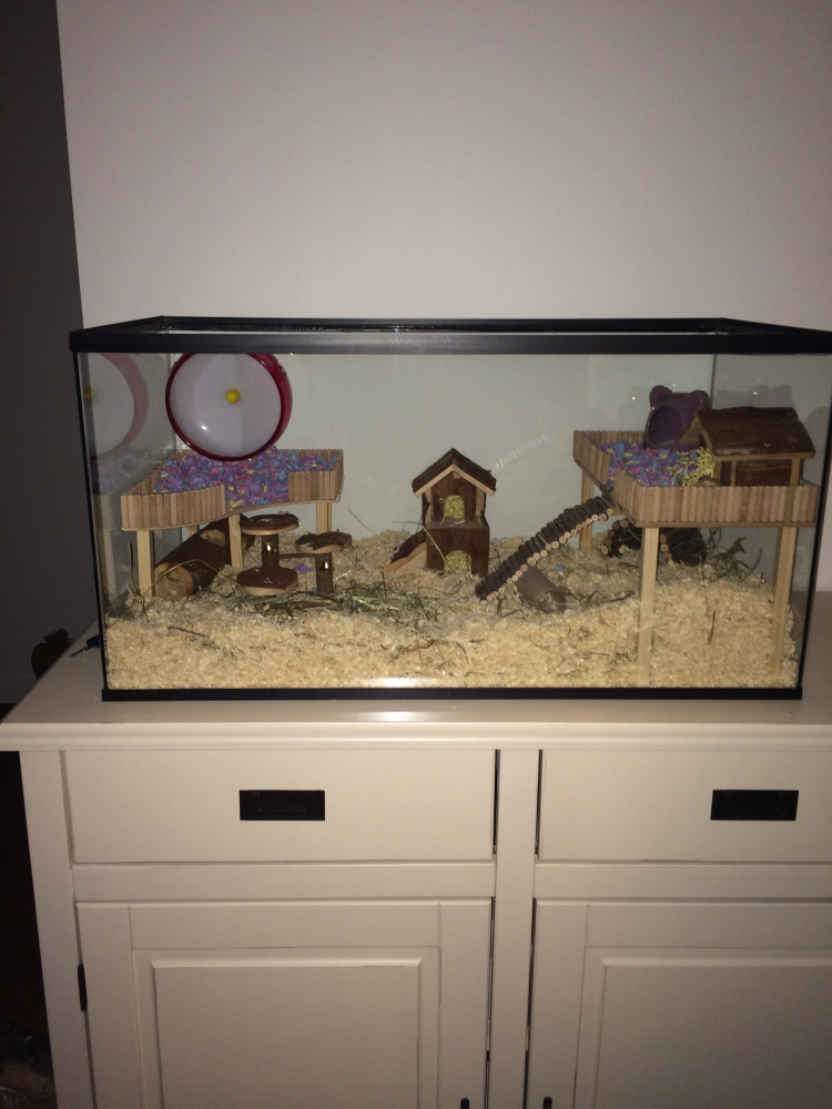 Glazen knaagdier verblijven van 80x40