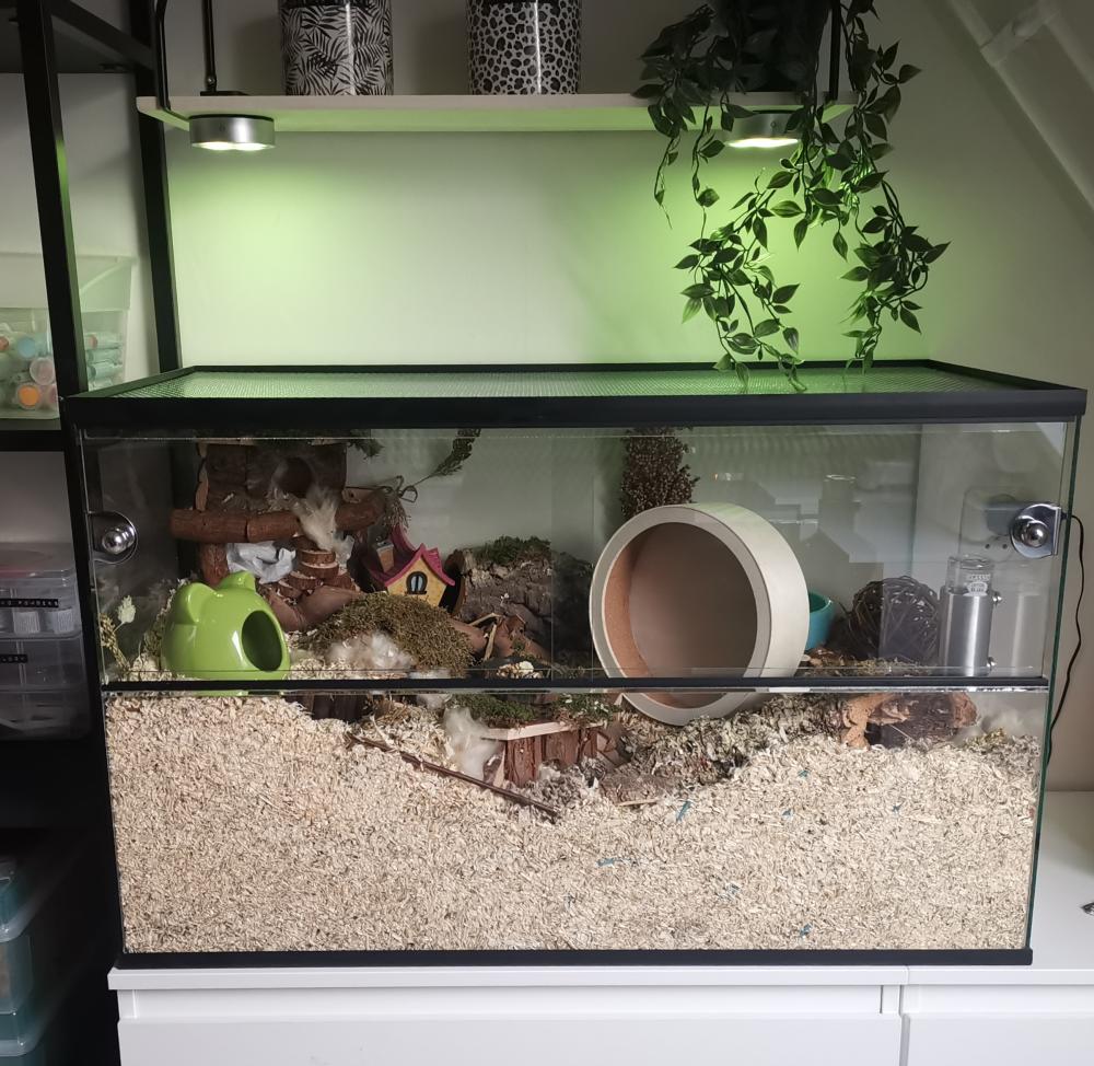 Veilige hamster terrarium voor katten