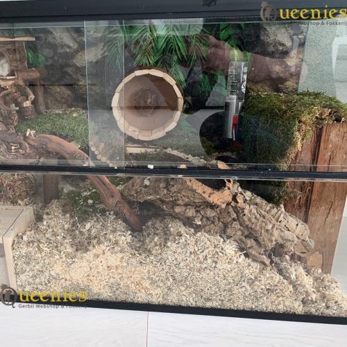 achterwand bij hamsterscaping gebruiken