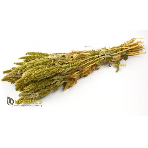 Groene Amaranth voedselrijke knaagdieren voeding