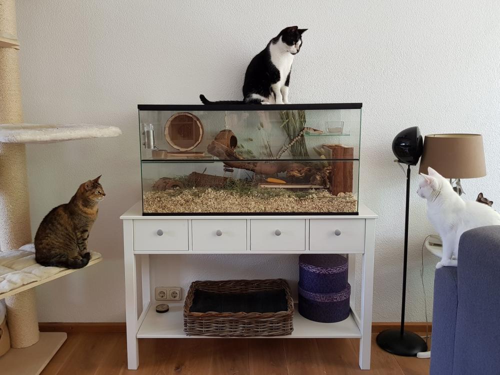 Gerbilarium 100x40x50