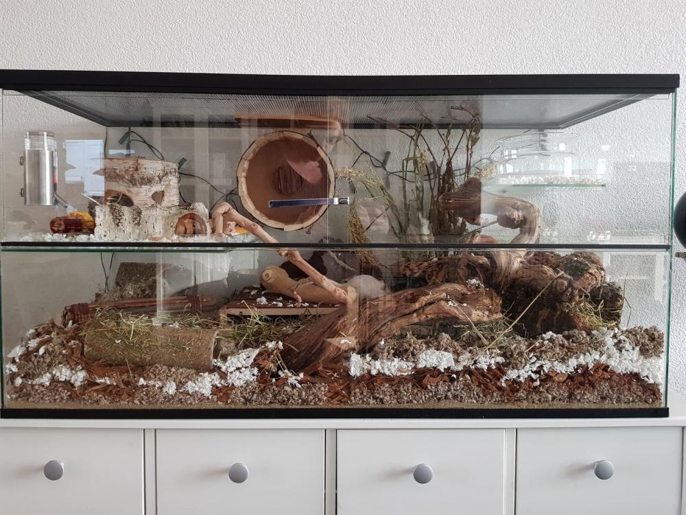 Gerbilarium 100x40x50