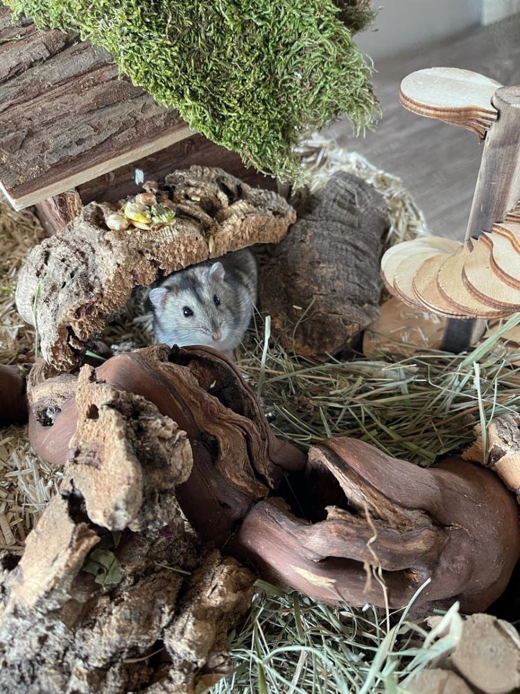 Geschikte hamster terrarium ontspanningsproof budget