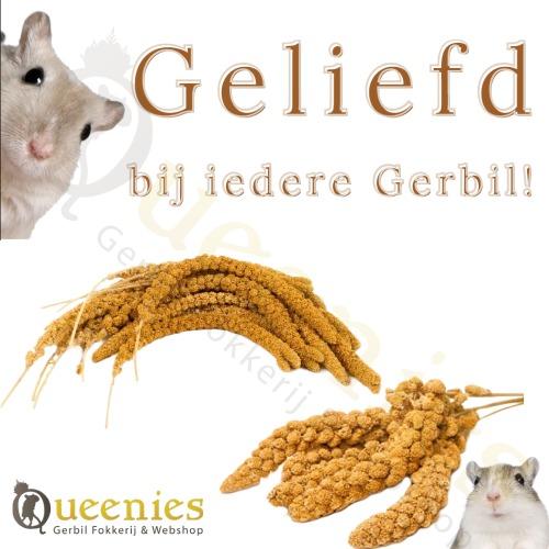 Trosgierst voor Ratten