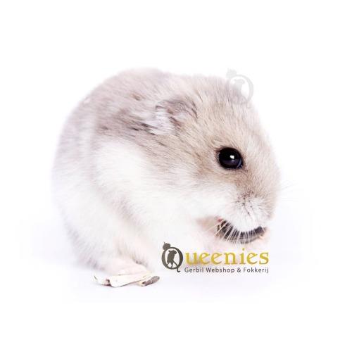 Zonnebloempitten voor Hamsters