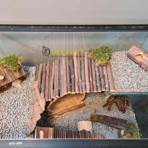 Wilgenbrug M als Trap tussen plateaus knaagdieren terrarium
