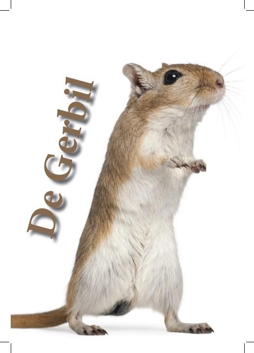 Gerbil informatie boekje