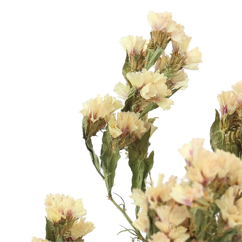 Droogbloemen