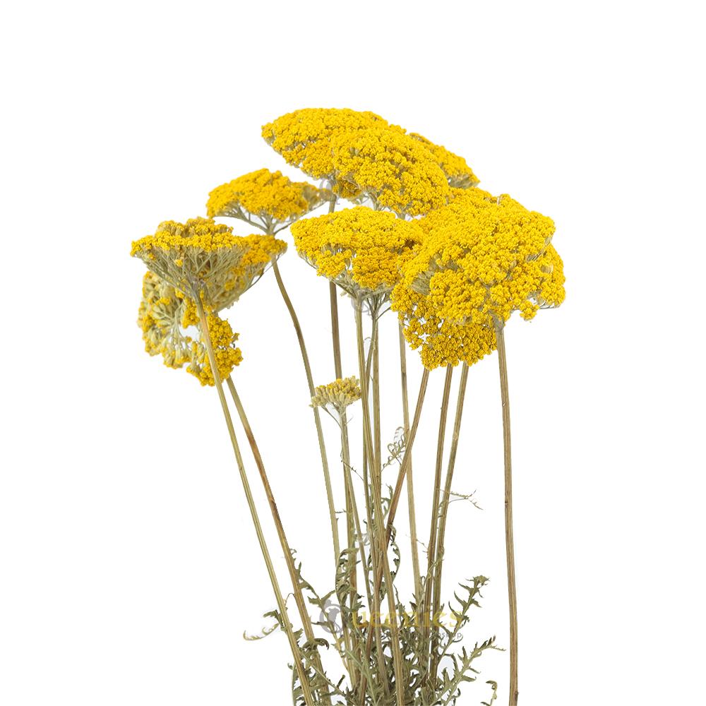 Droogbloemen voor Hamsterscape