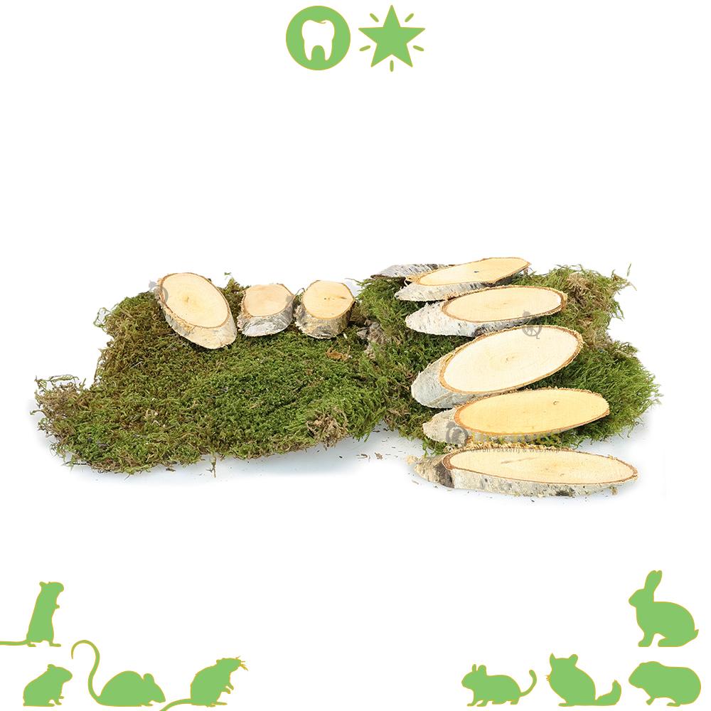 Berkenschijven combineren met terrarium mos