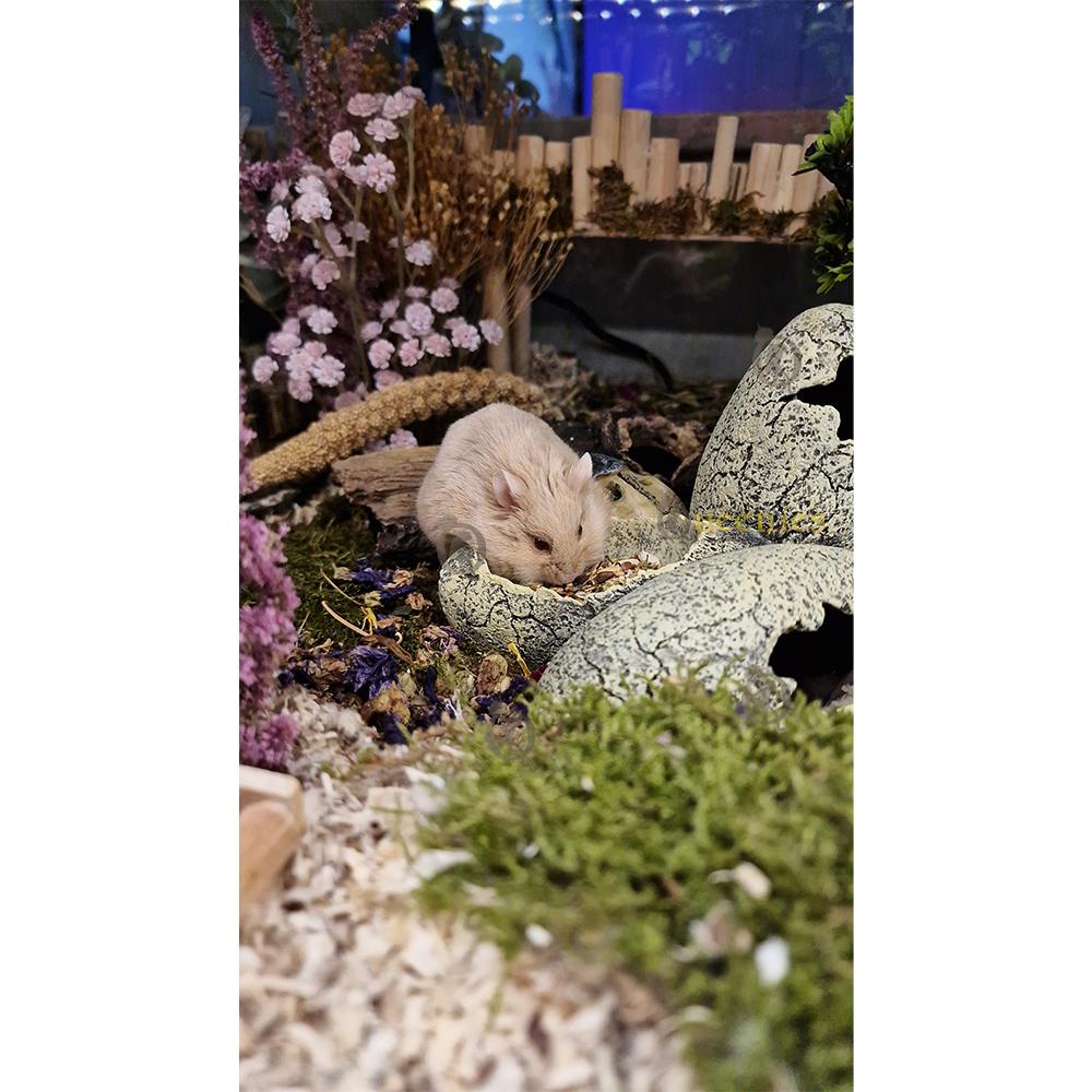 Hamster met voerschaal