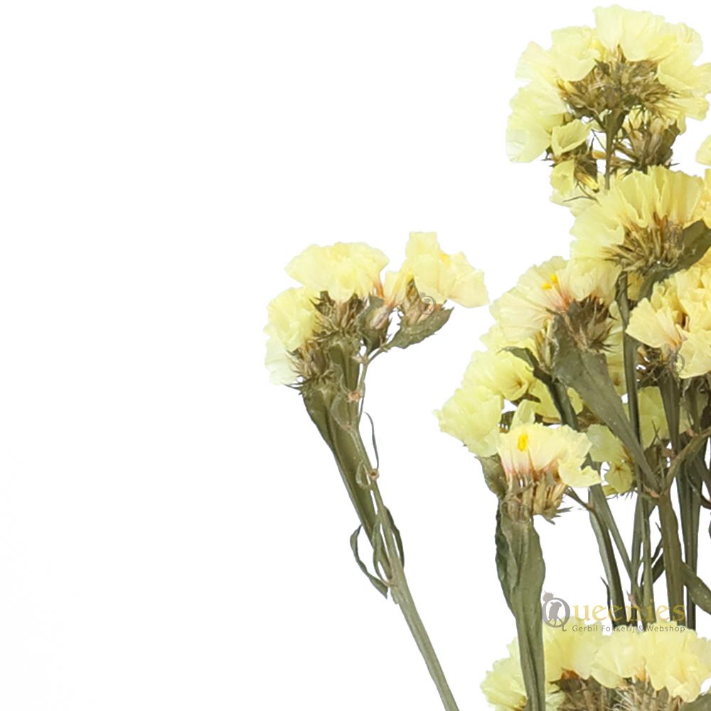 Gele bloemen voor Hamsterscaping