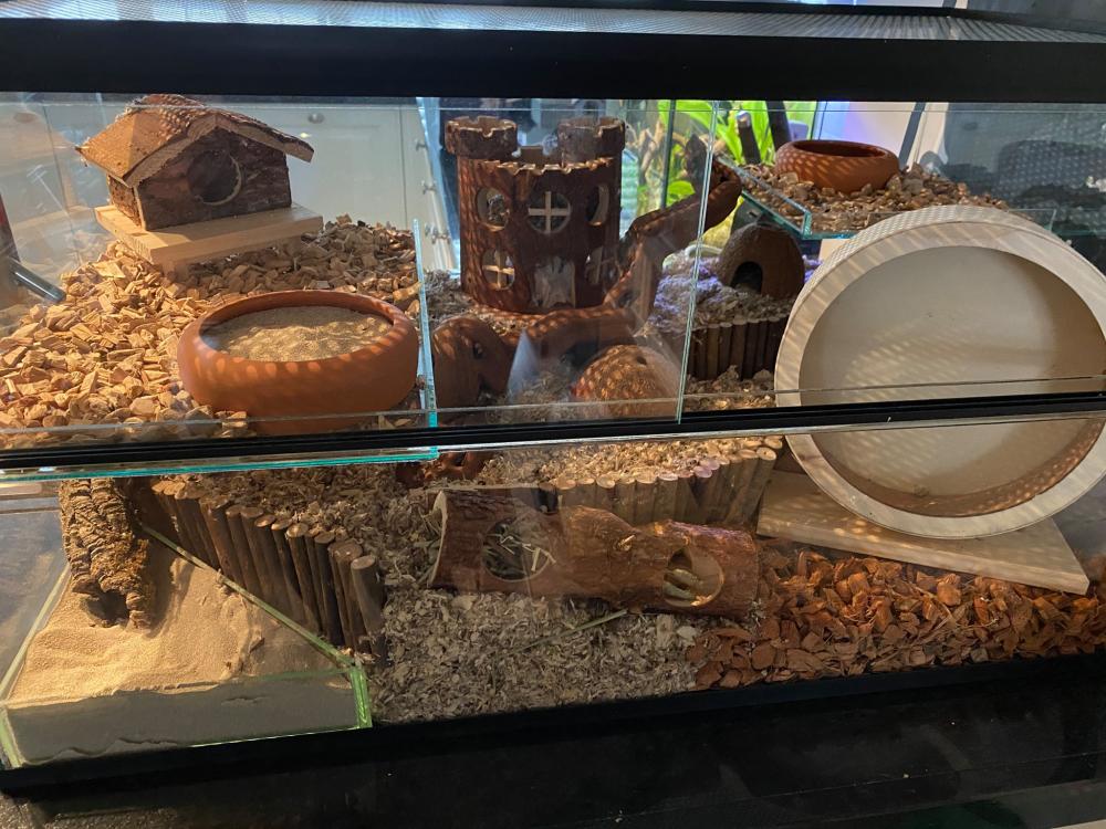 Gerbil / hamster Terrarium 40 hoog varianten