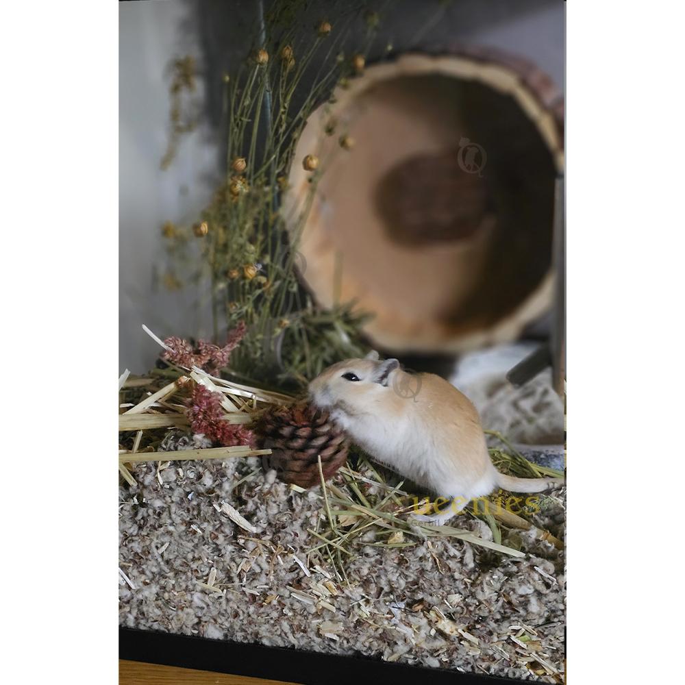 Happy home hennepvezel 100% in Terrarium