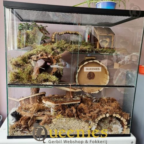 Knaagdierenterrarium met magnetisch renrad voor Rat