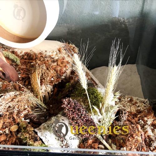 Hamster terrarium voor goudhamster 120x60x60  met houten loopwiel